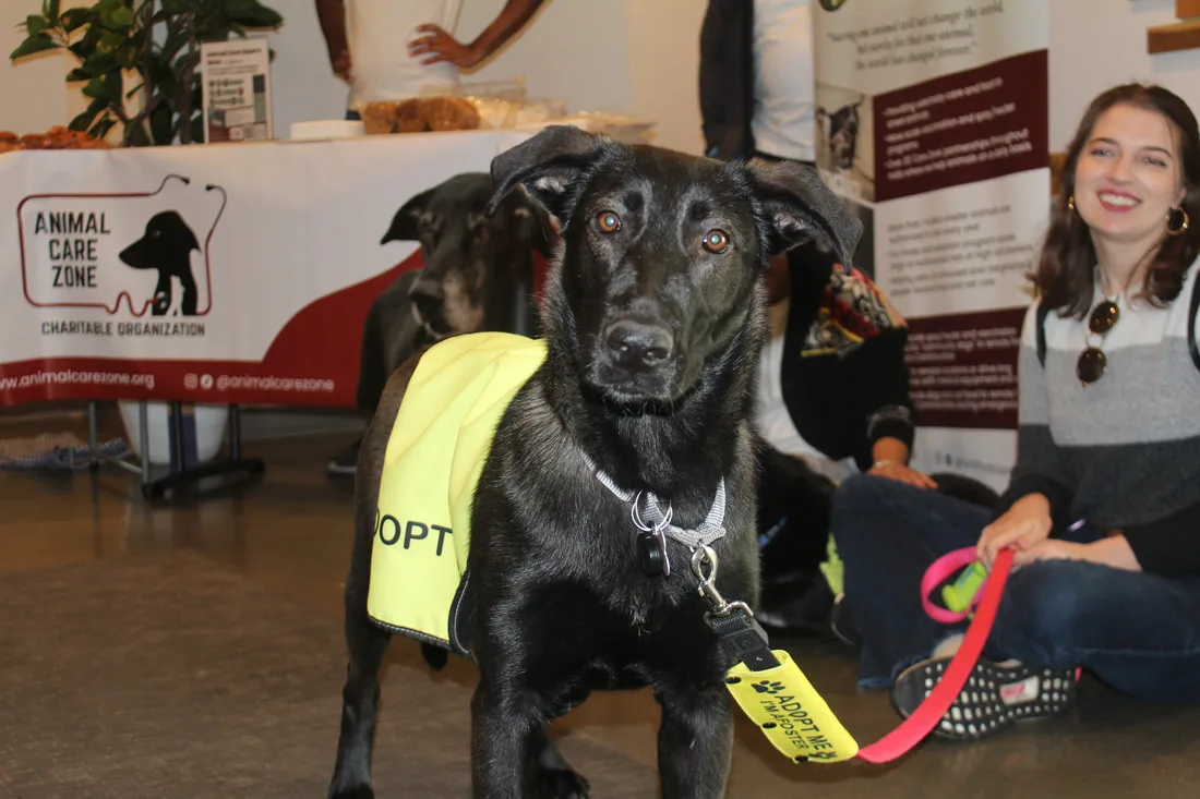 A black dog in an ADOPT vest at an Animal Care Zone adoption event, with Abby smiling behind